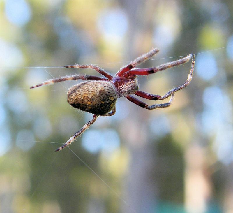 Eriophora_transmarina_D5972_D_88_Home Wendy Eiby_Australie.jpg